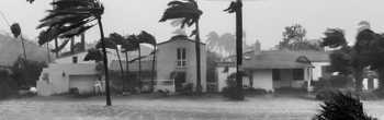 black & white image of buildings with palm trees blowing in the wind