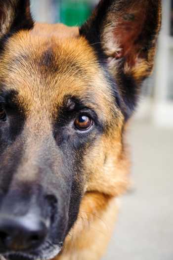 Close up photo of a German Shepherd showing 3/4 of its face