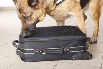 photo of a security dog sniffing at a suitcase