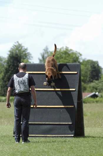 Photo of a human trainer doing agility work with a security dog in training